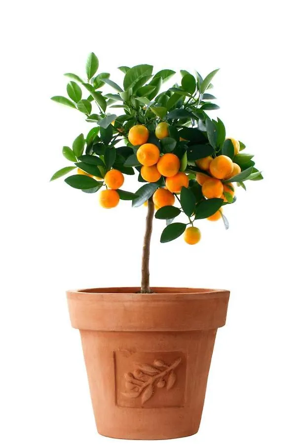 Orange Tree Garden Apartamento Trogir Croácia